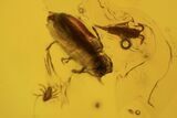 Fossil Mites, Beetle, Flies And Springtails In Baltic Amber #120675-4